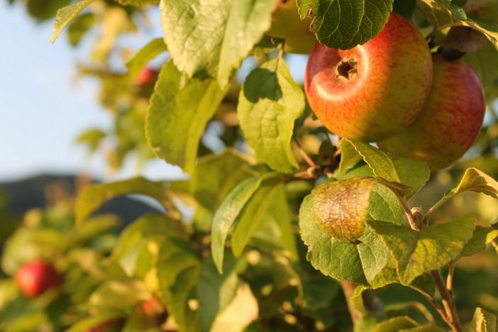 apfel