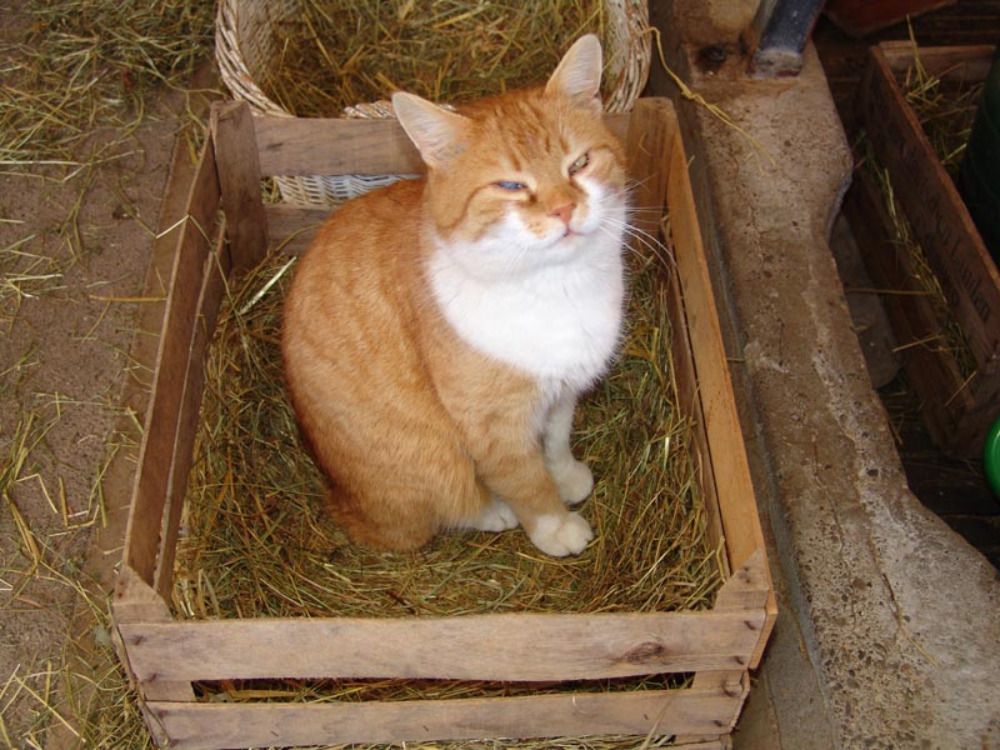 unserekatze22tiger22