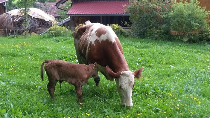 Mutterkuh mit ihrem Kalb