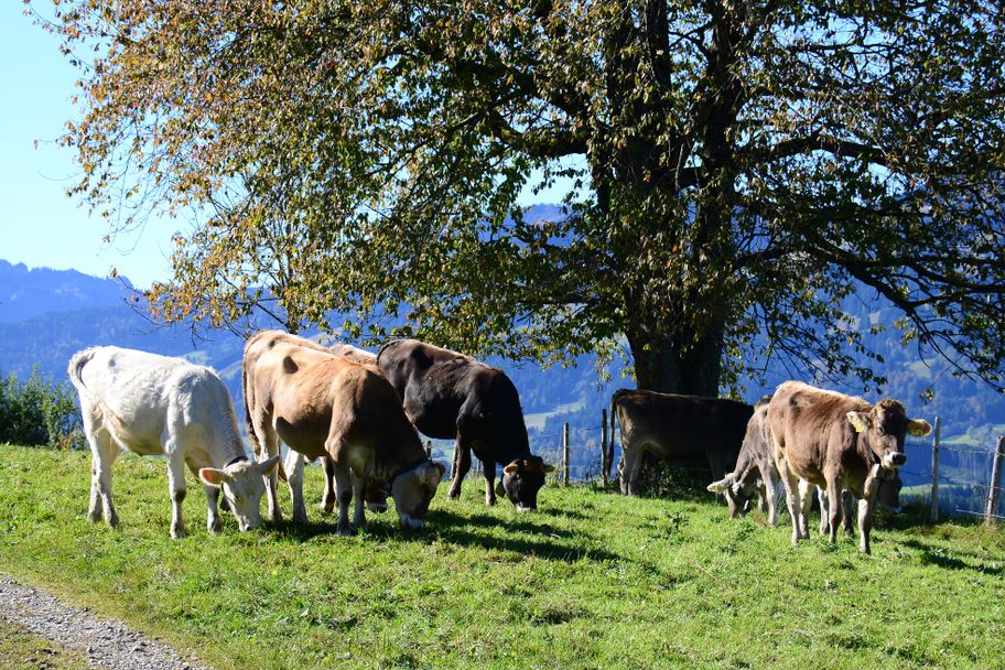Kühe auf der Alpweide oberhalb von Sonthofen-Beilenberg