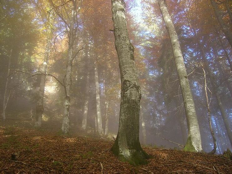 Waldzeit