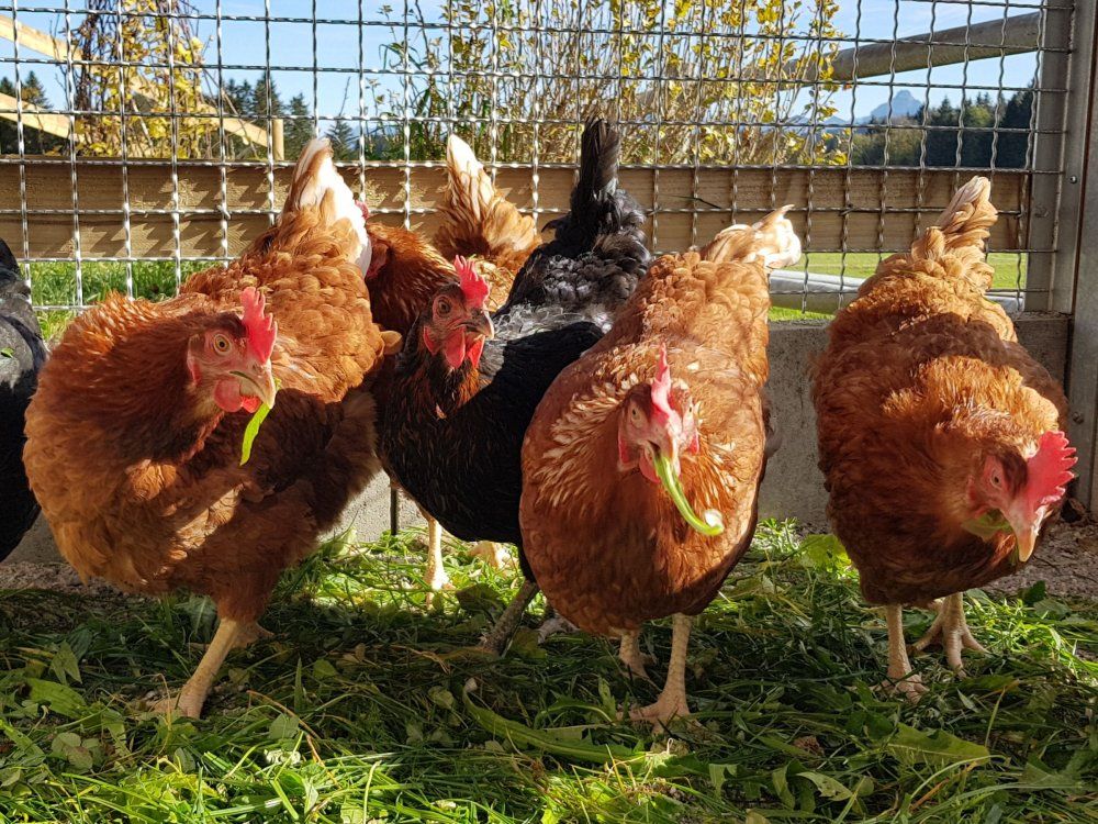 Frische Eier gibt s von unseren Hühner