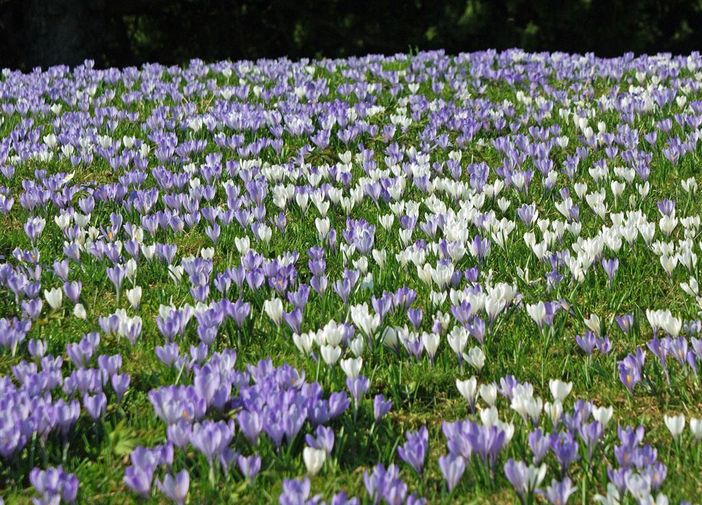Krokusse am Hündle