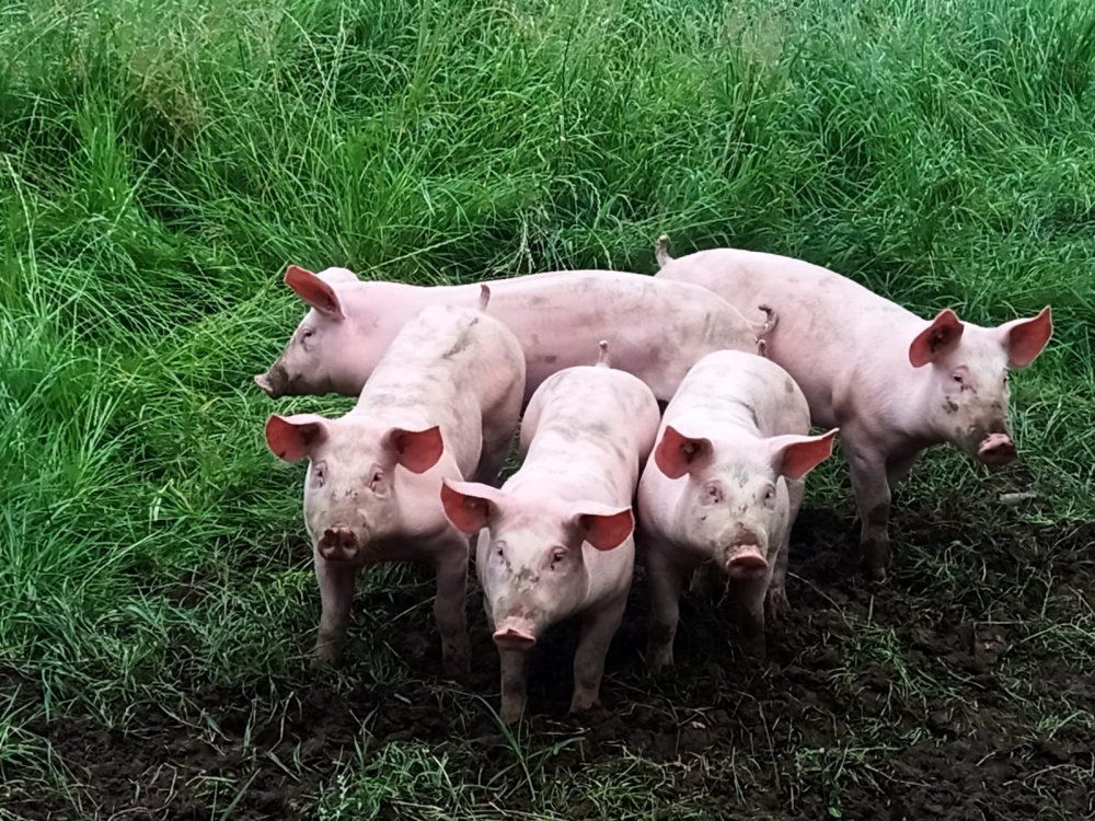 Unsere Freilandschweine