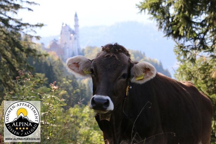 Original Alpenkuh vor Neuschwanstein