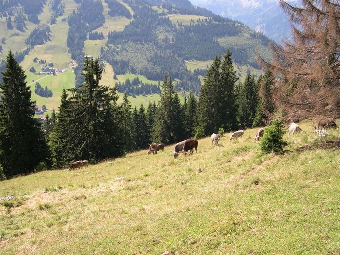 Sommer