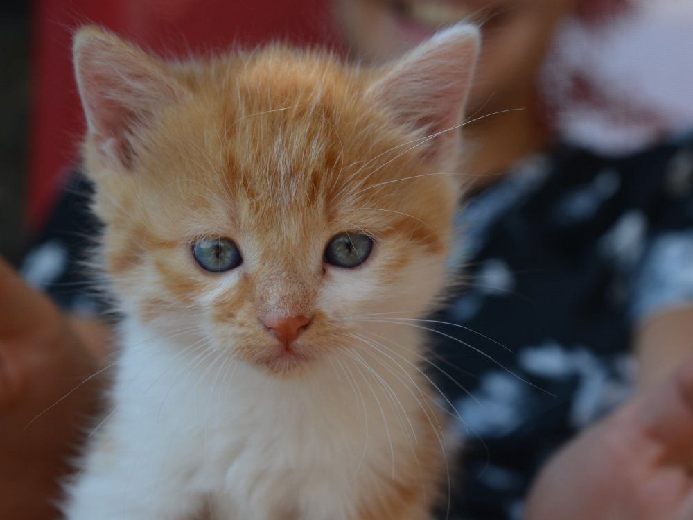 Eines unserer süßen Katzenbabys