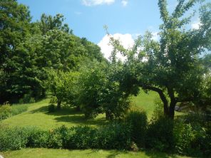 bilder garten 013