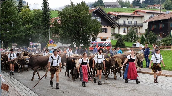 Viehscheid Steibis