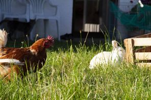 Bei uns im Garten