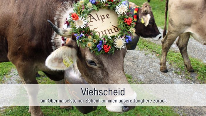 Biohof Burger Viehscheid Obermaiselstein