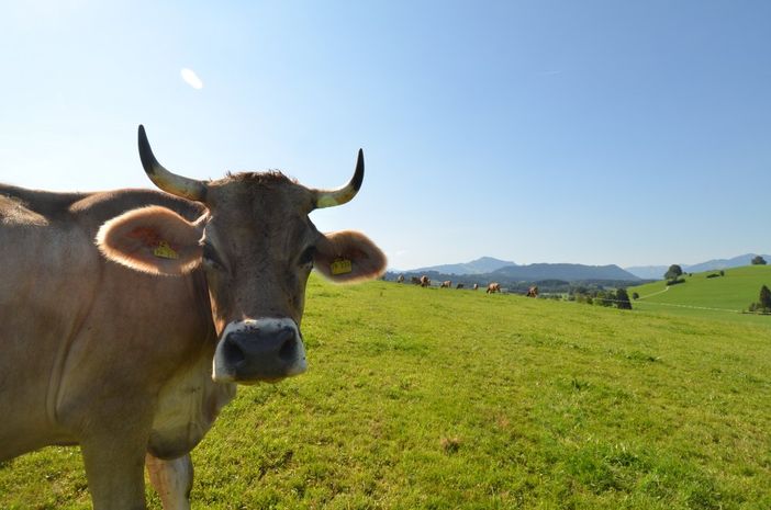 Allgäuer Idylle geniessen