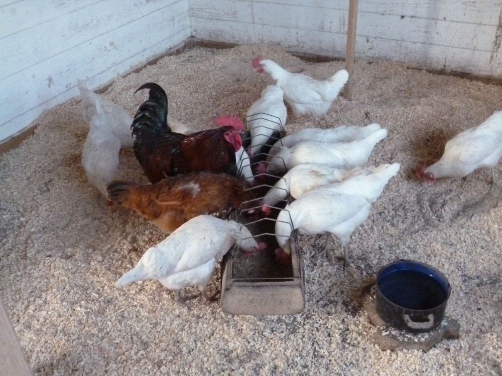 Unsere Eierlieferanten