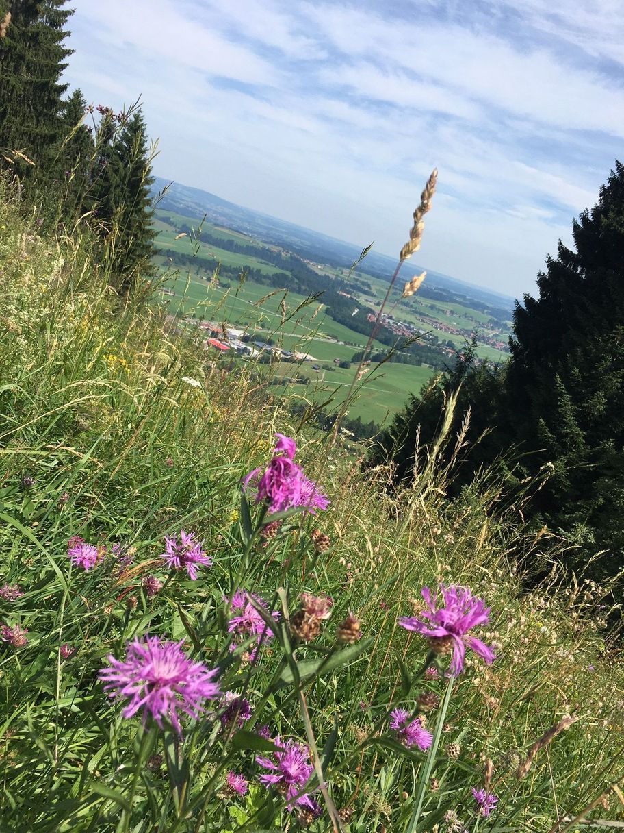 Blumen am Buchenberg