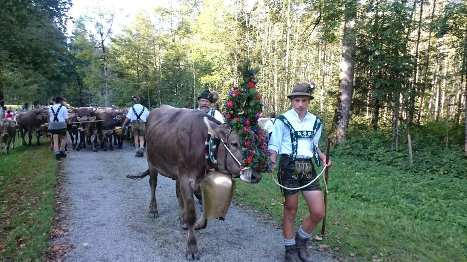 Kranzrind_von_der_Rappenalpe