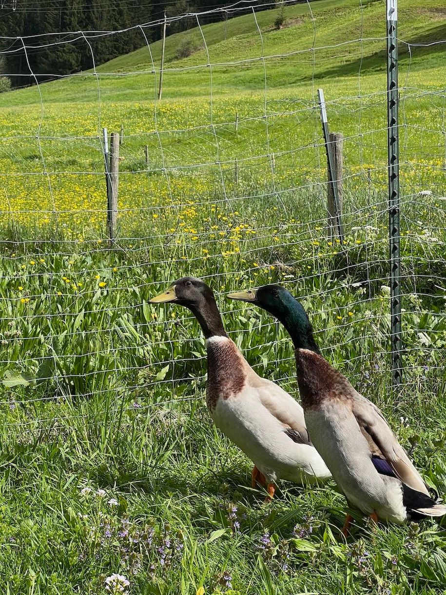 unsere Laufenten
