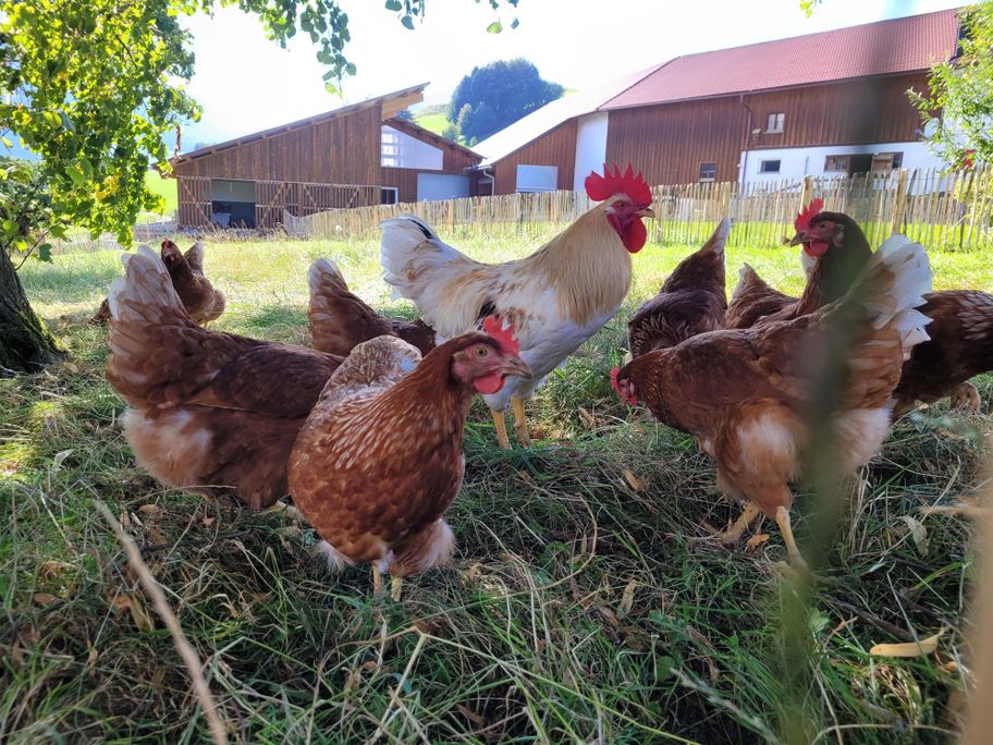 Großer Freilauf für die Hühner