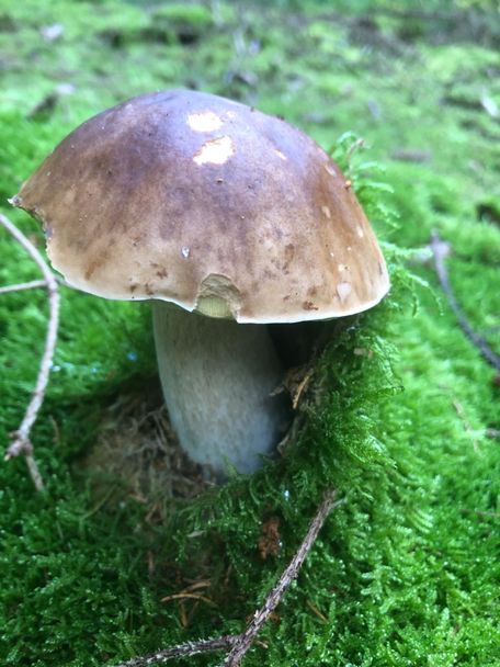 LRA Unterallgäu
