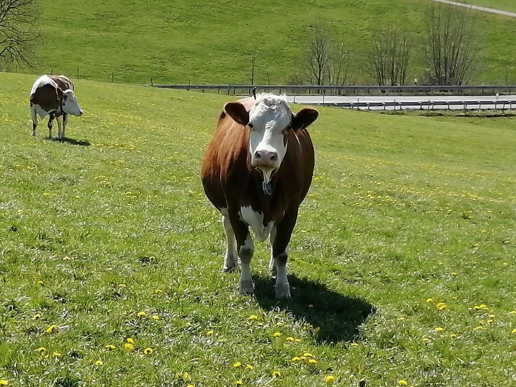 Unsere Kühe 1