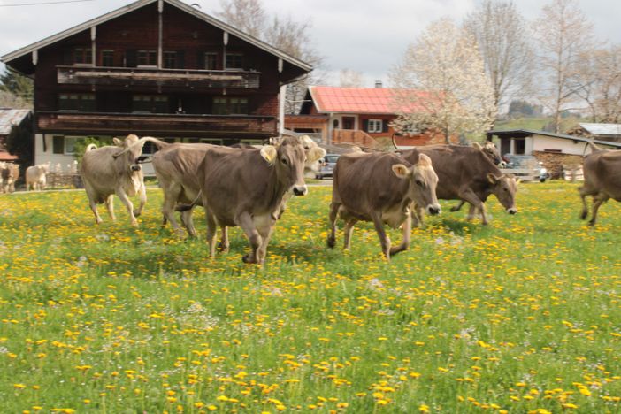 Kuhaustrieb im Frühling