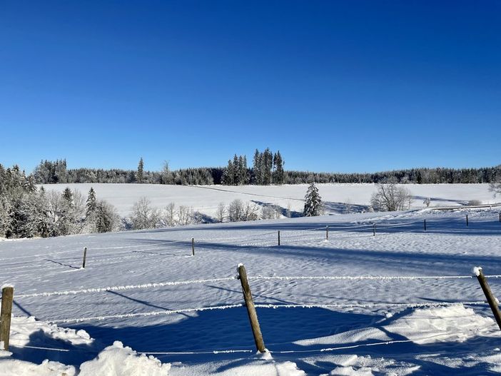 Weide im Winter