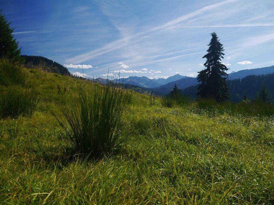 Aussicht Allgäuer Alpen