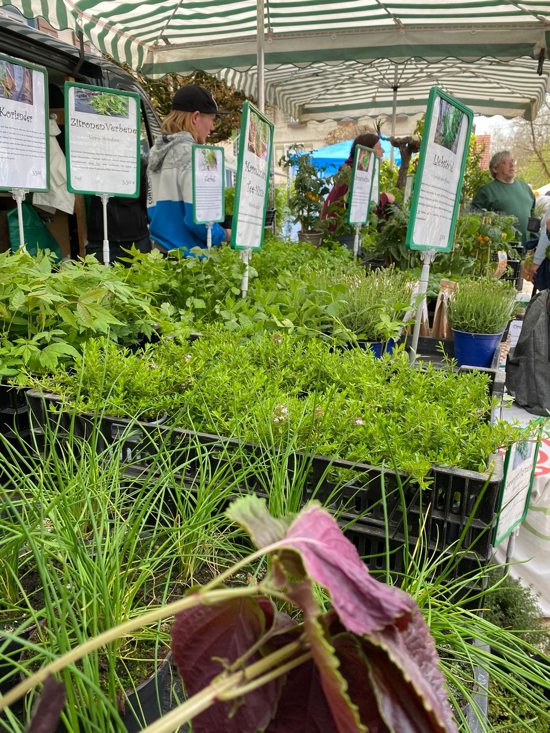 Kräuter- und Töpfermarkt