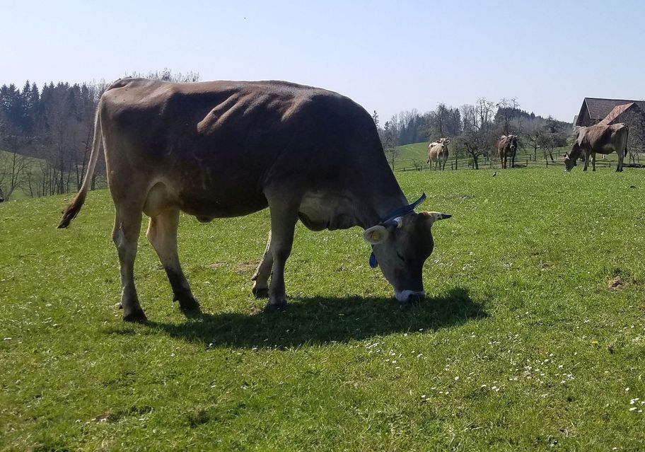 Allgäuer Braunvieh