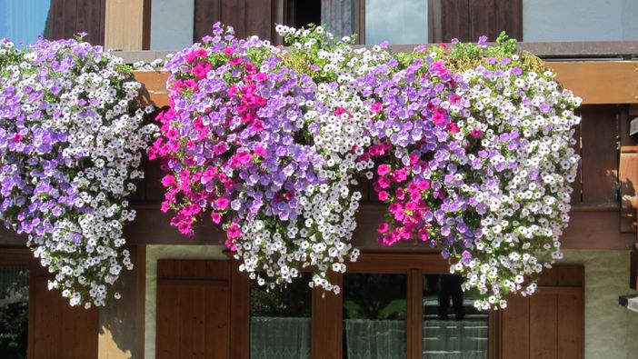 Balkonblumen, Haus Alpengluehen, Fischen,