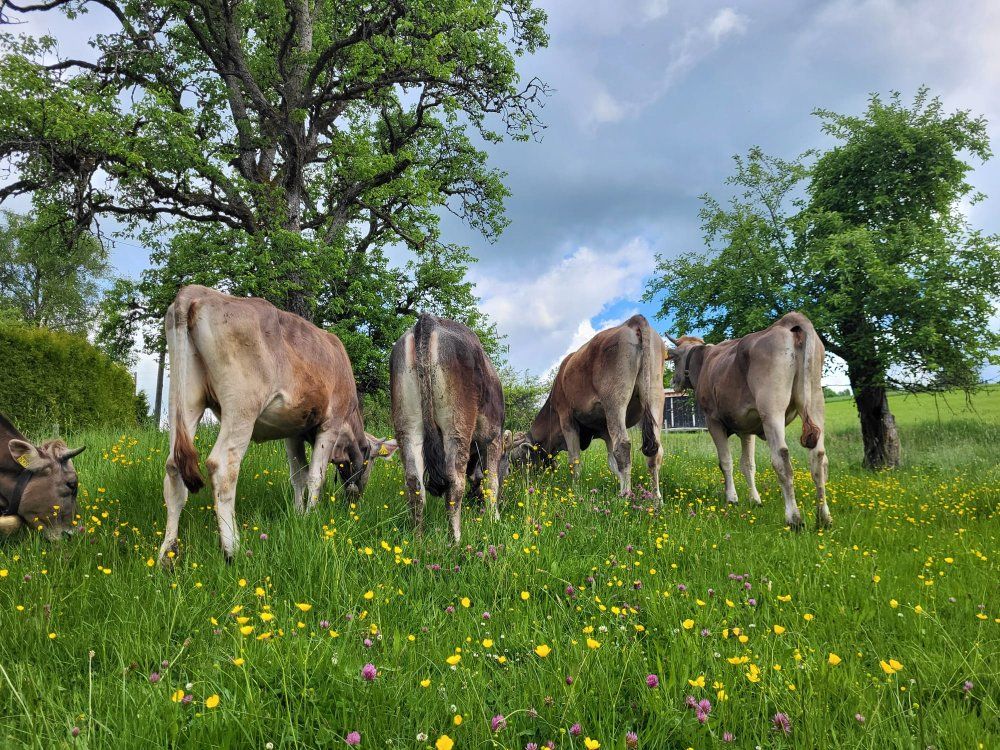 Jungvieh auf der Weide
