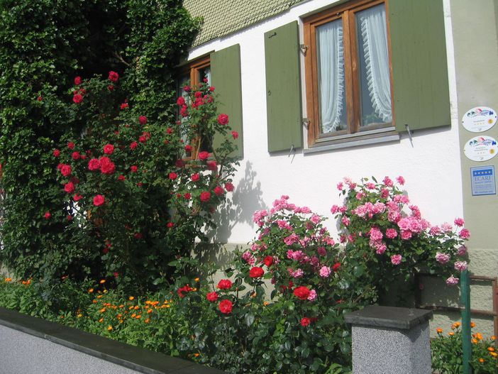 Rosenbeet