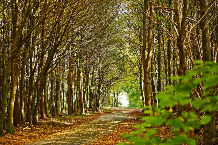 Naturerlebnis Wald