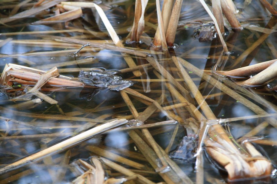 Frosch