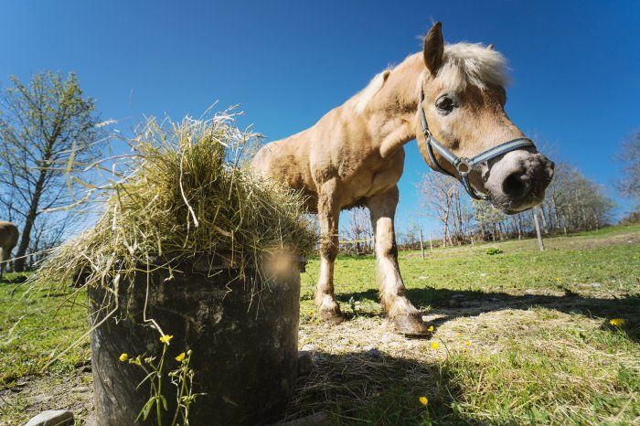 Einer unserer Haflinger