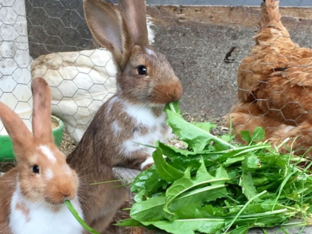 Häschen zum verwöhnen