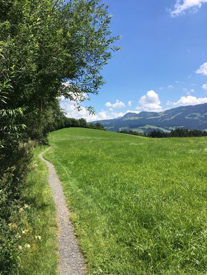Saftige Wiesen