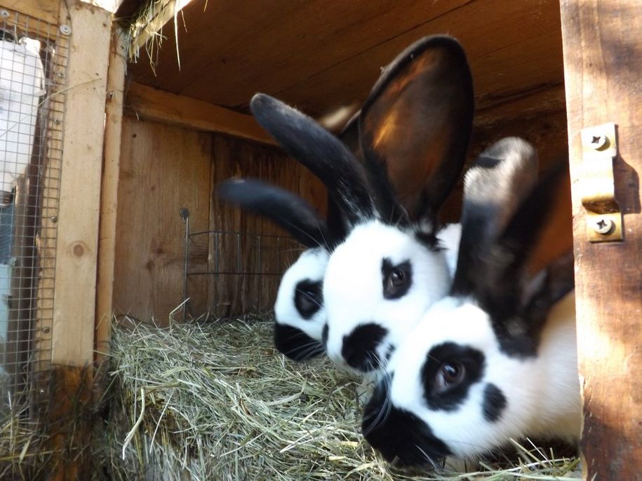 Unsere Kanninchen
