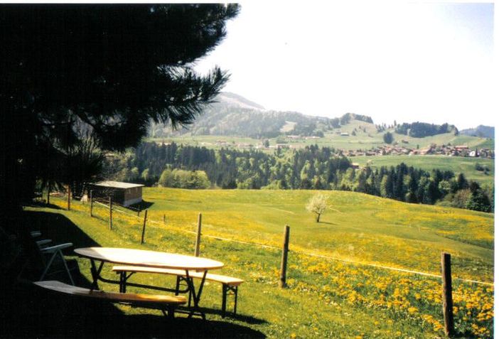 Löwenzahnblüte von FeWo