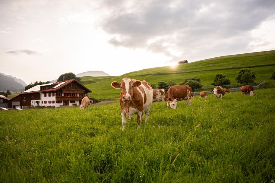 Weidegang der Kühe von Naturgut Allgäu