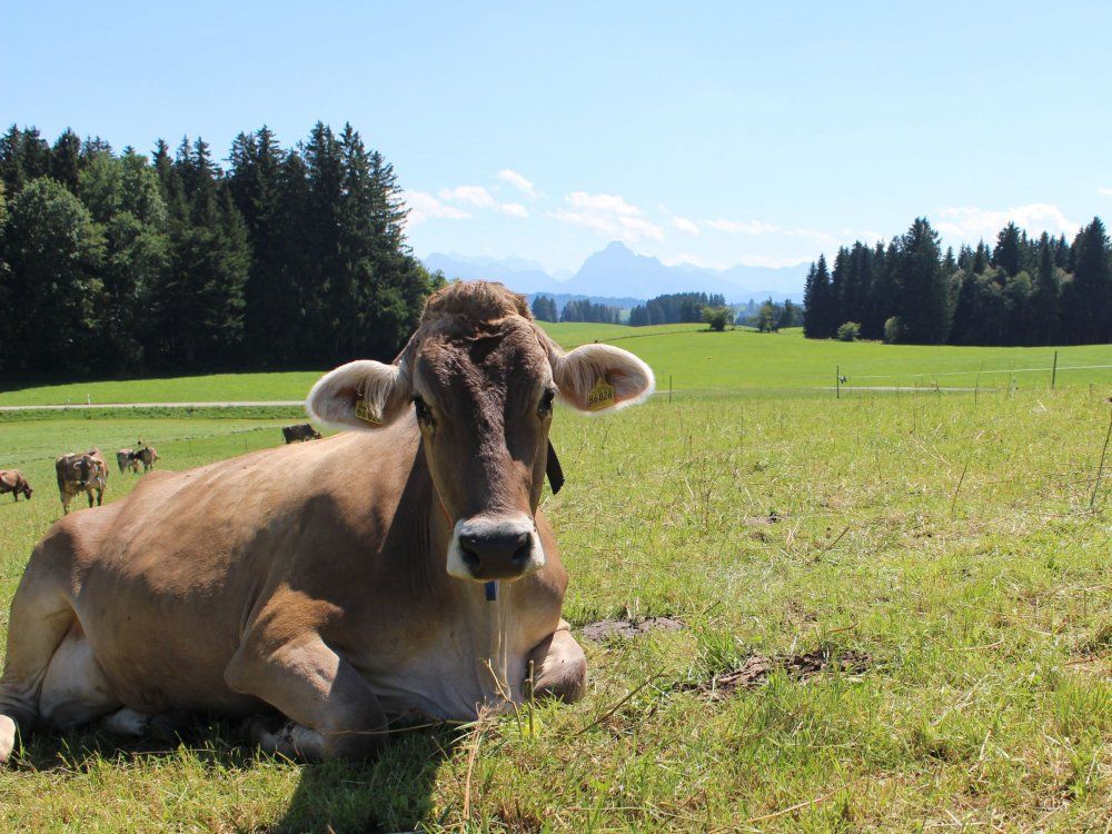 Kuh vor Bergkulisse