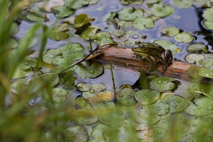 Vortrag Amphibien_Theresa Hilber