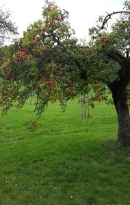 Streuobstwiesen