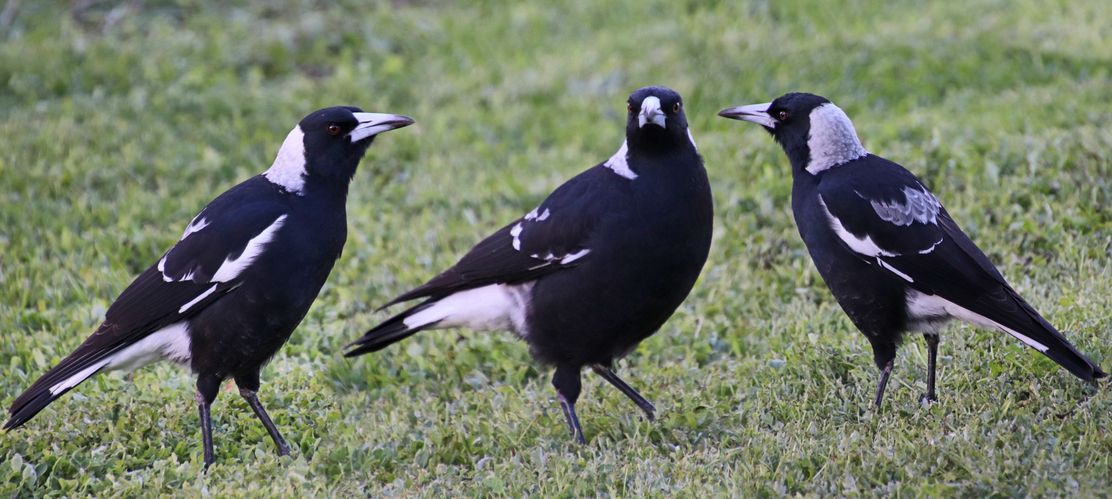 buntysmum-birds-5070224