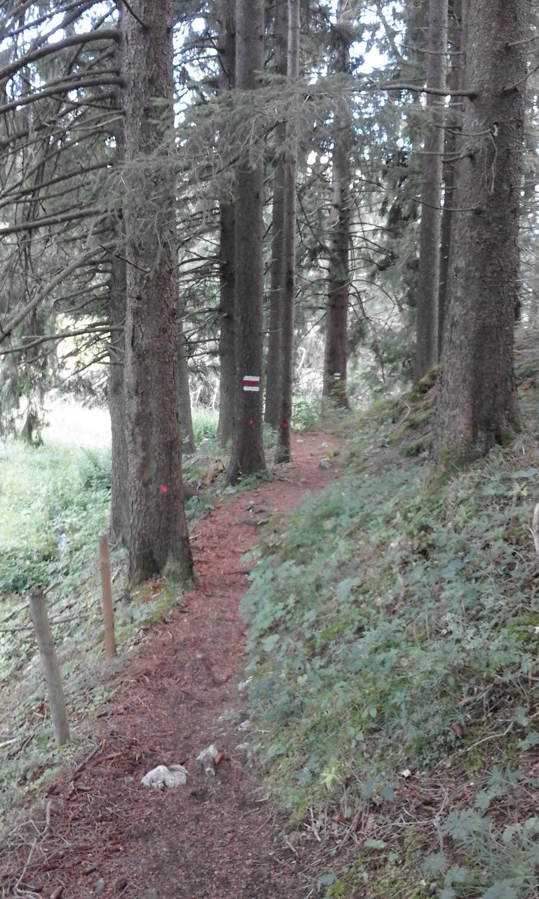 Pfad in Richtung Falkenstein