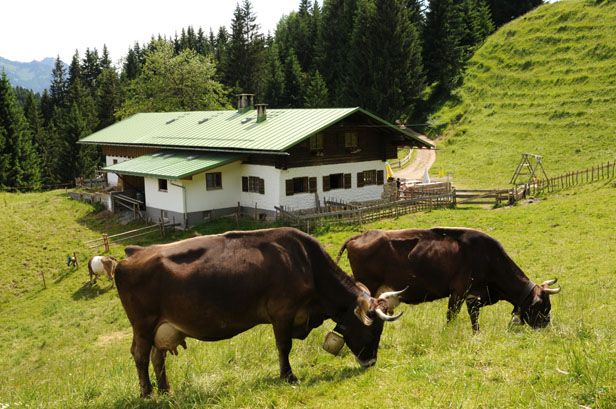 Alpe Topfen - unsere hauseigene Alpe