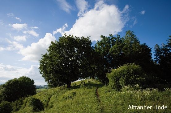 Beeindruckendes Naturdenkmal in herrlicher Landschaft: die Alttanner Linde.