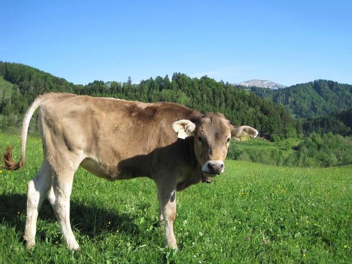 Sommer