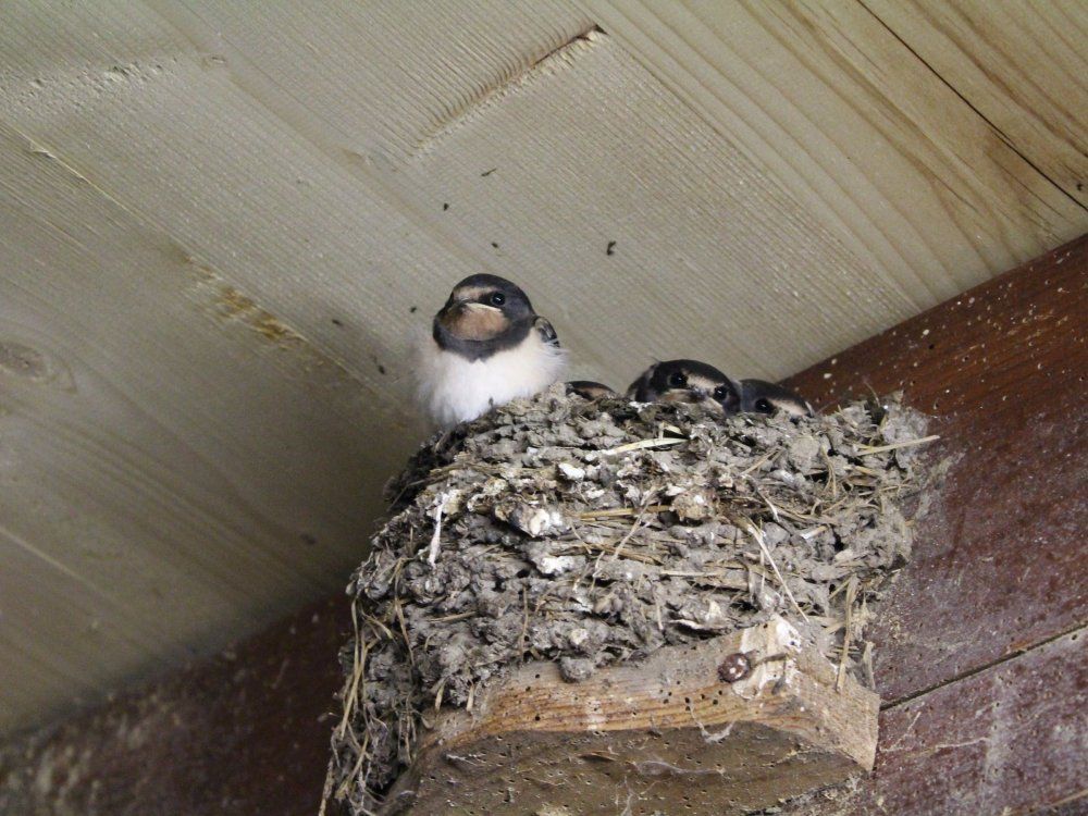 Schwalben im Stall