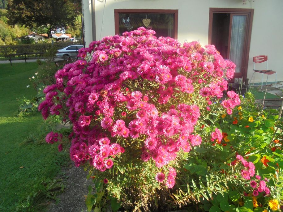 Herbstastern