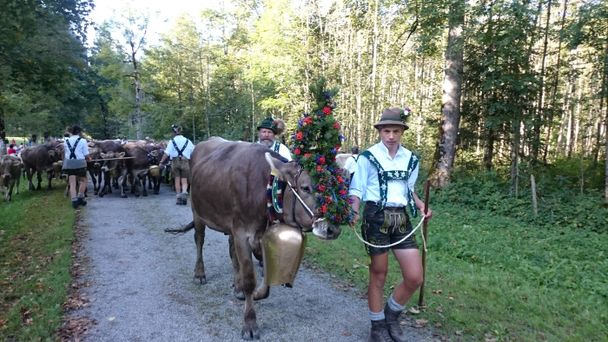 Kranzrind_von_der_Rappenalpe